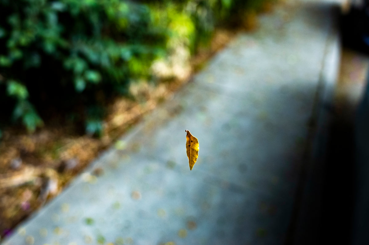 Spider Silk Leaf (8 x 12") (Print 1 of 5)