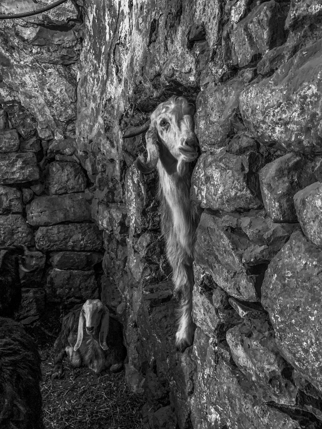 Hebron (20 x 30") (Print 2 of 5)